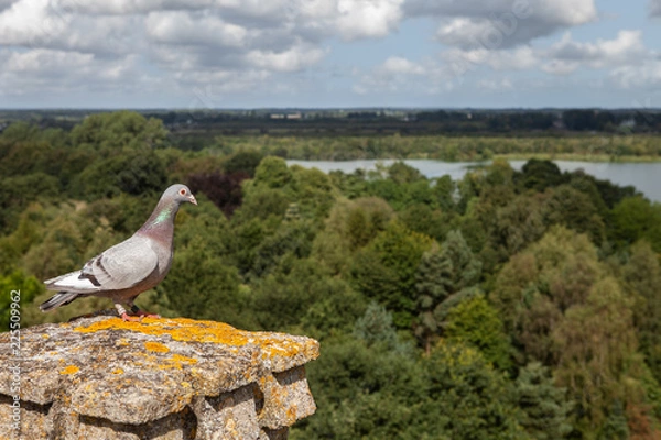 Obraz Bird sitting high above trees river