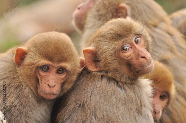 Obraz Famille de macaques