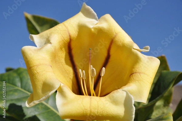 Fototapeta Solandra maxima