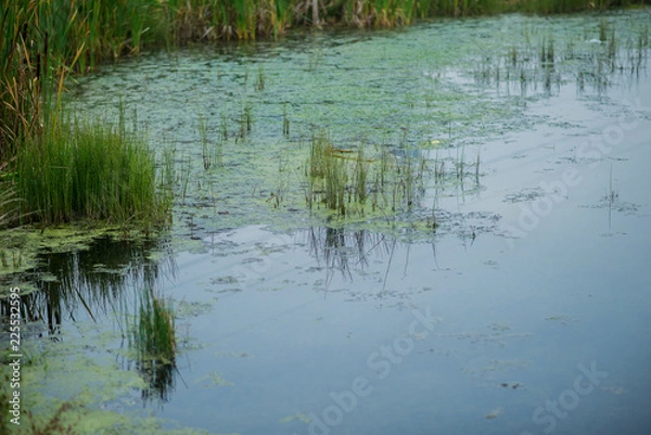 Fototapeta Autumn natural background, landscape: reeds and dry grass near the pond.