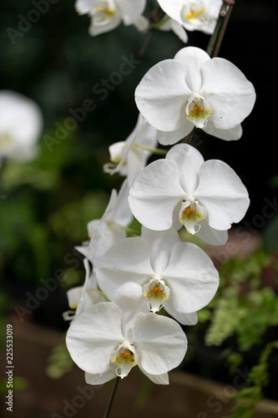 Obraz コチョウラン