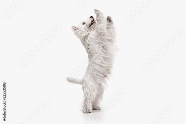 Fototapeta The west highland terrier dog in front of white studio background