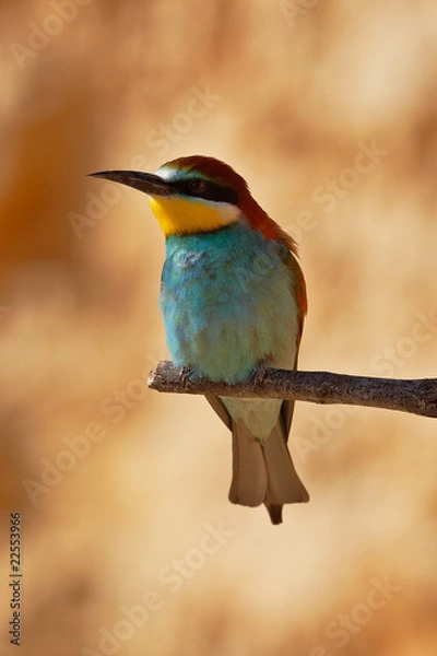Fototapeta European bee-eater on a branch