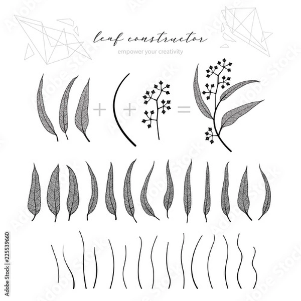 Obraz Set of eucalyptus leaf, branch and flowers, fall, spring, summer. Detailed vector vein illustration, not autotrace, constructor design