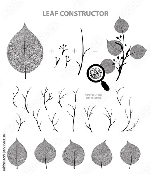 Obraz Linden leaf and branch , fall, spring, summer. Detailed vector macro veins illustration, not autotrace, constructor design