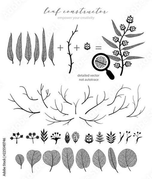 Obraz Big collection of vector branch and eucalyptus leaf, autumn, spring, summer. Detailed macro illustration, not autotrace, constructor design
