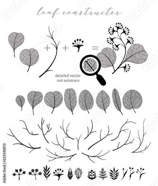 Obraz Big collection of vector branch and eucalyptus leaf, autumn, spring, summer. Detailed macro illustration, not autotrace, constructor design