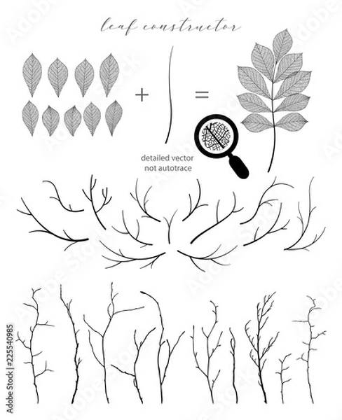 Obraz Branch and leaf, fall, spring, summer. Detailed vector illustration, not autotrace, constructor design