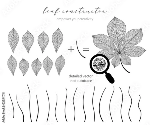 Obraz Chestnut leaf set and branch, vector leaves , fall, spring, summer. Detailed macro illustration, not autotrace, constructor design
