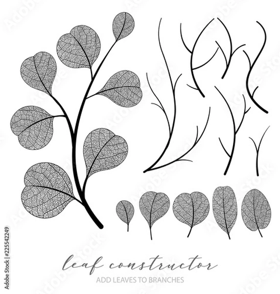 Obraz Big collection of vector branch and eucalyptus leaf, autumn, spring, summer. Detailed macro illustration, not autotrace, constructor design