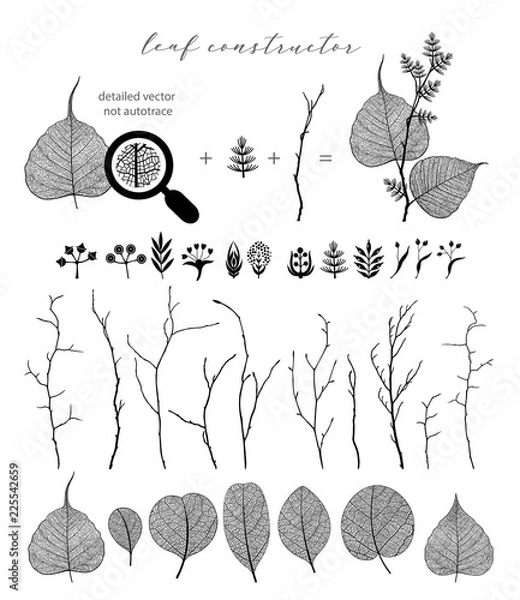 Obraz Big set of vector branch and leaf, fall, spring, summer. Detailed macro illustration, not autotrace, constructor design