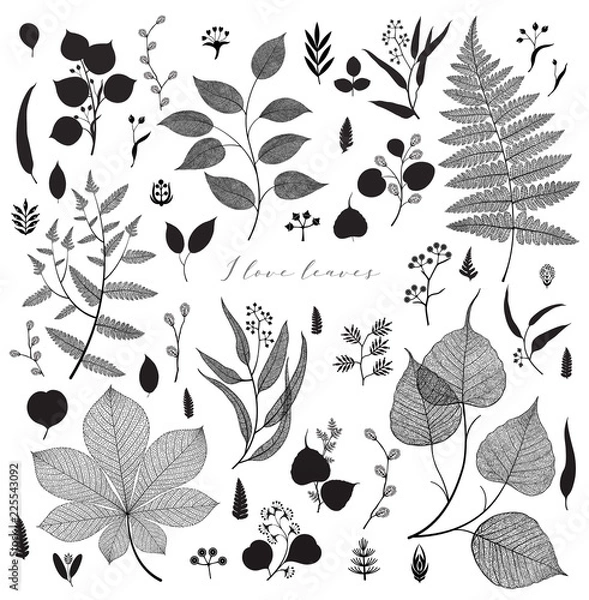 Obraz Big set of branches and leaves, fall, spring, summer. Vintage vector botanical illustration, floral elements in black design