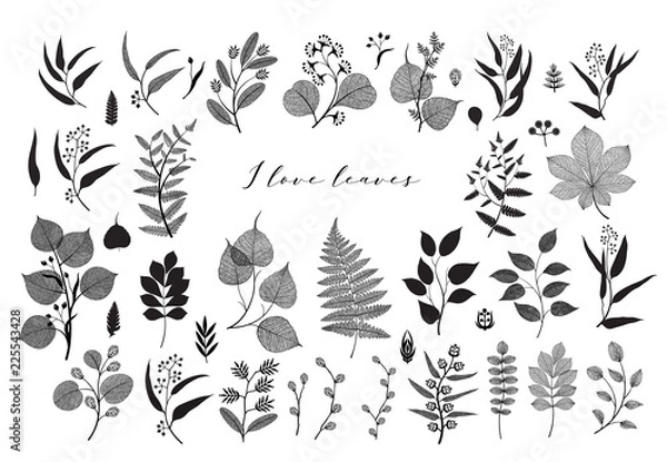 Obraz Big set of branches and leaves, fall, spring, summer. Vintage vector botanical illustration, floral elements in black design