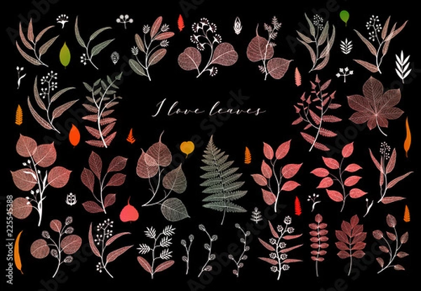 Obraz Branches and leaves, fall, spring, summer. Botanical illustration in bright color on black background