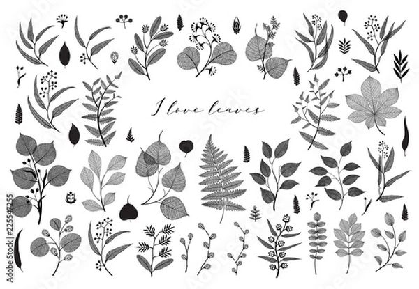 Obraz Big set of branches and leaves, fall, spring, summer. Vintage botanical illustration, floral elements in black design