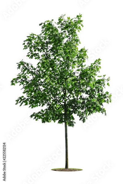 Fototapeta Tree isolated on white background. Clipping Path Included