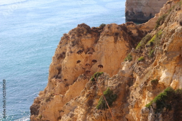 Obraz Withered flower on the background of beautiful mountains and the Atlantic Ocean
