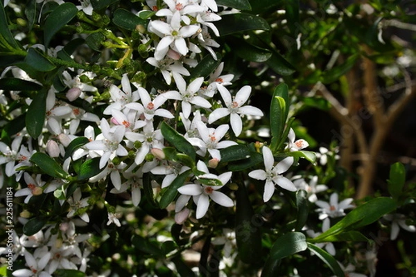 Obraz Jasmin Blossom