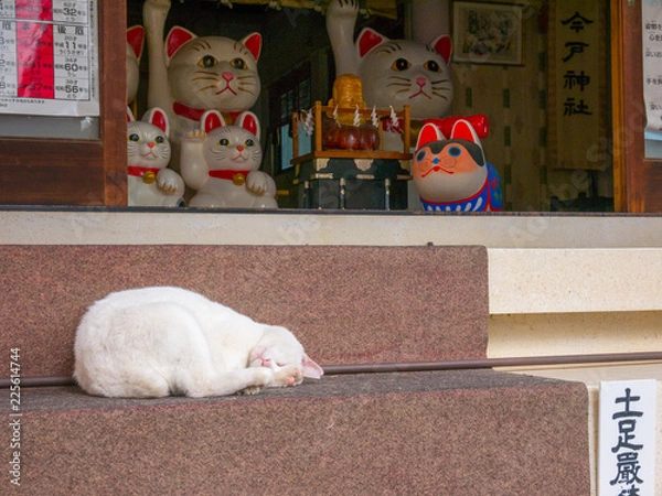 Obraz A real cat is slepping in the stairs of Imado jinja, (shrine) in Tokyo, Japan.