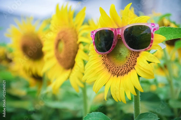 Obraz sunflower Bespectacled
