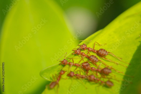 Fototapeta Ants teamwork action,ants are helping to build a nest