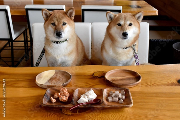 Obraz 柴犬・ごはん待ち