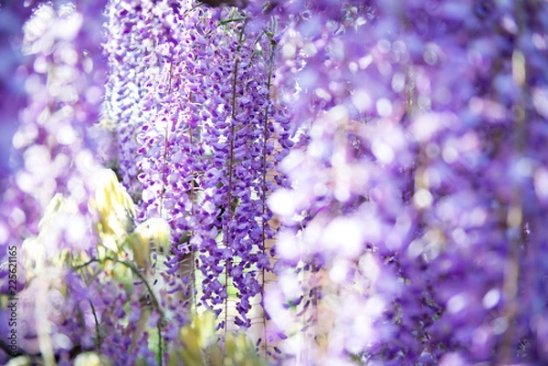 Fototapeta 藤の花