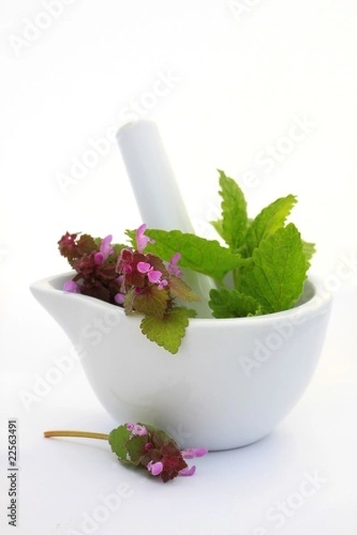 Obraz White mortar with  herbs