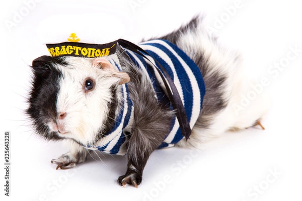 Obraz Funny Guinea pig in a sailor suit