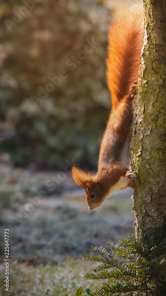 Obraz Eichhörnchen