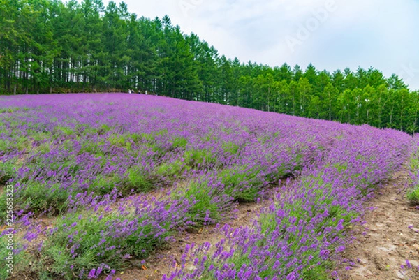 Fototapeta 北海道富良野のラベンダー畑
