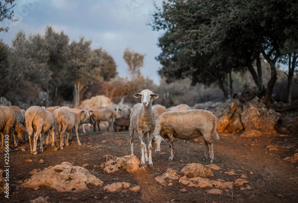 Fototapeta Sheep Flock in Olive Grove