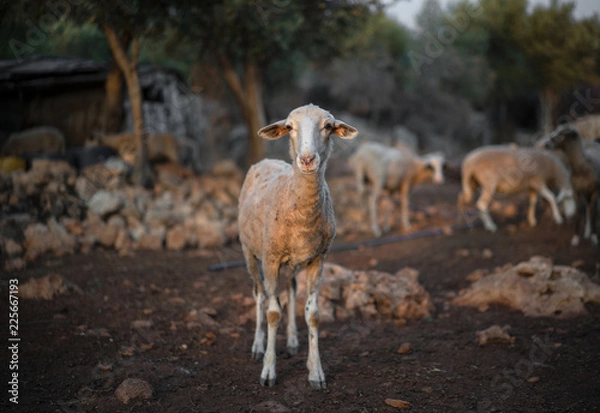 Fototapeta Sheep Flock in Olive Grove
