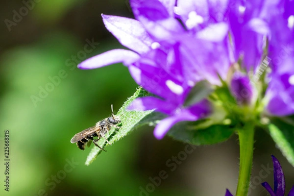 Obraz Closeup of wild bee (prob. Chelostoma rapunculi) on Clustered Bellflower (Campanula glomerata)