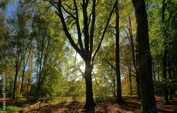 Obraz First colors of autumn