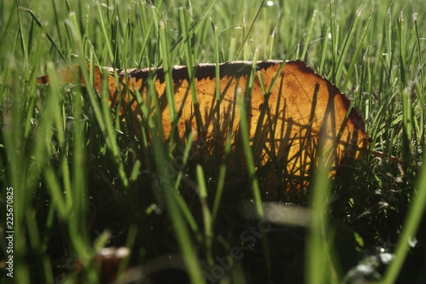 Obraz first leaves falling in autumn   