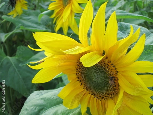 Obraz ひまわり畑（ヒマワリバタケ）