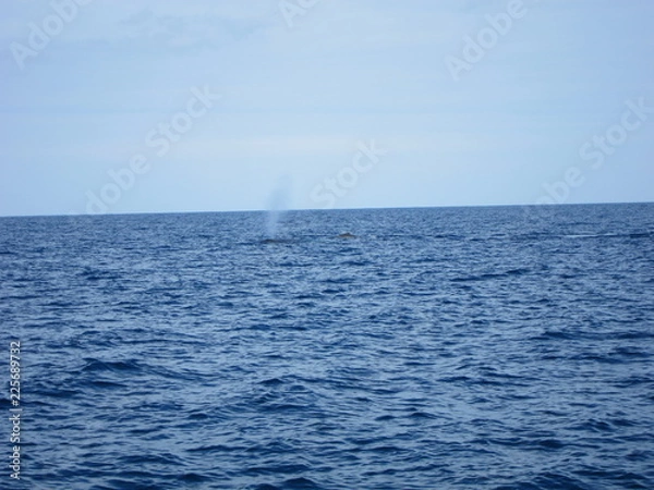 Obraz ホエールウオッチング（クジラ）