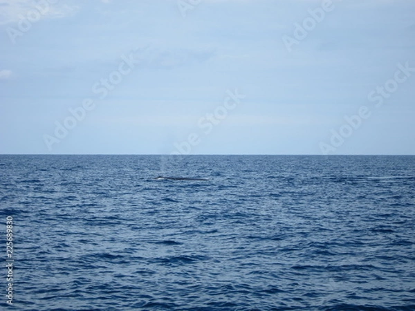 Obraz ホエールウオッチング（クジラ）