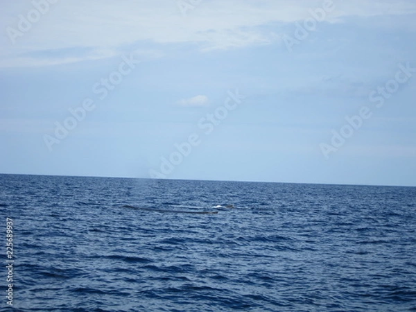 Obraz ホエールウオッチング（クジラ）