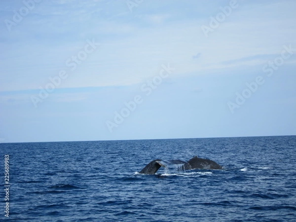 Fototapeta ホエールウオッチング（クジラ）