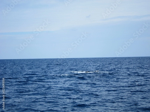 Obraz ホエールウオッチング（クジラ）