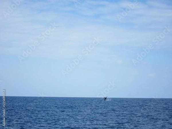 Obraz ホエールウオッチング（クジラ）