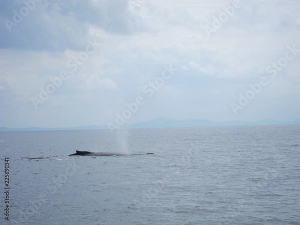 Obraz ホエールウオッチング（クジラ）