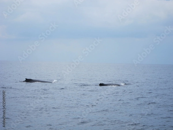 Obraz ホエールウオッチング（クジラ）