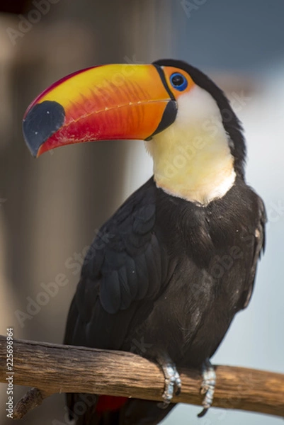 Fototapeta オオハシ、大きな嘴がかわいい南アメリカ原産の鳥がかわいい