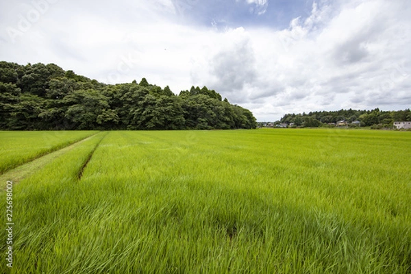 Fototapeta 稲田　稲　水田　棚　棚田　老後　定住　定年
