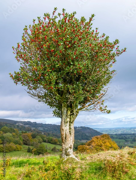 Obraz Lone holly bush
