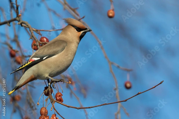 Obraz Bohemian waxwing (Bombycilla garrulus) on the branch