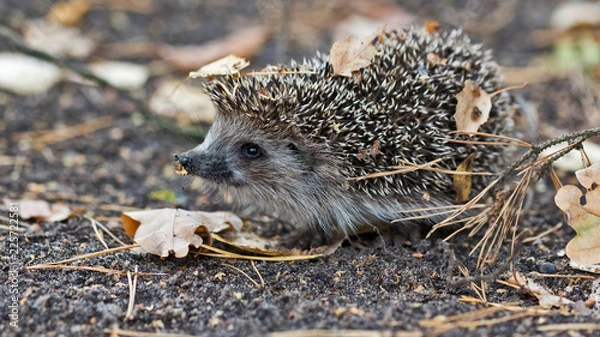 Obraz Cute hedgehog with autumn leaves on the ground